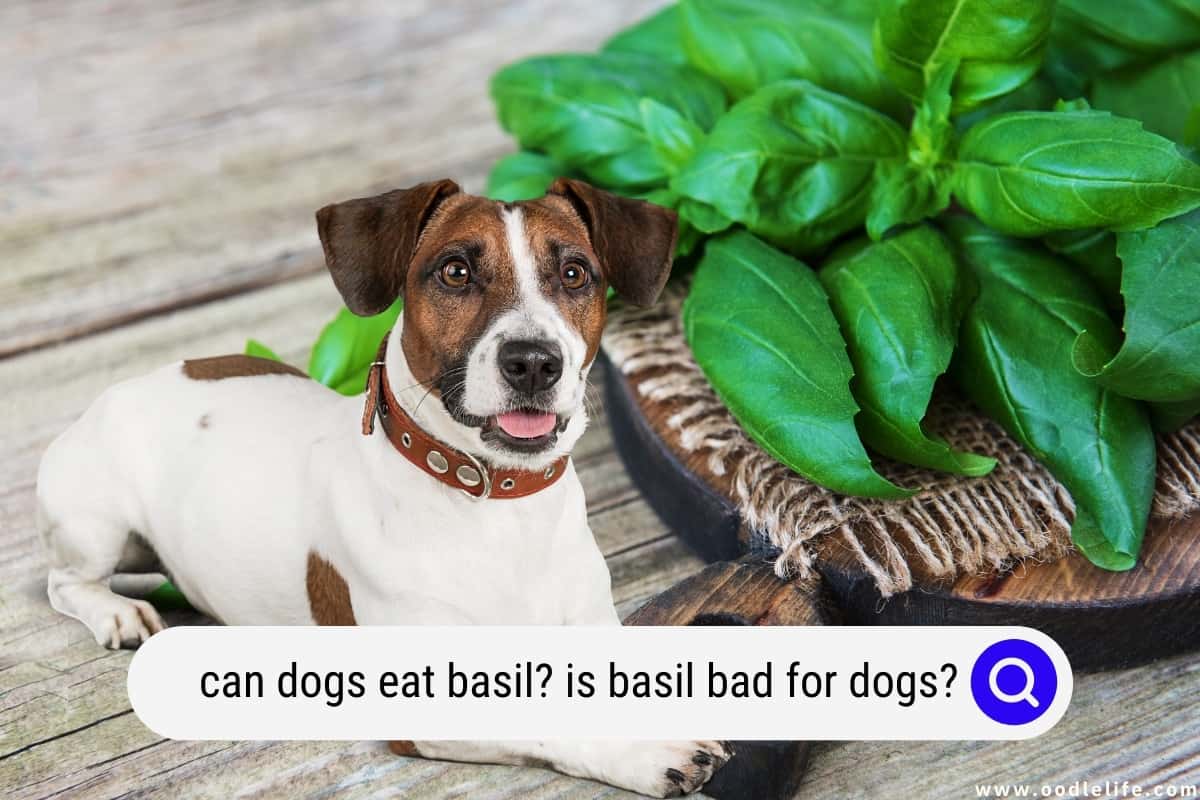 Is basil sales poisonous for dogs