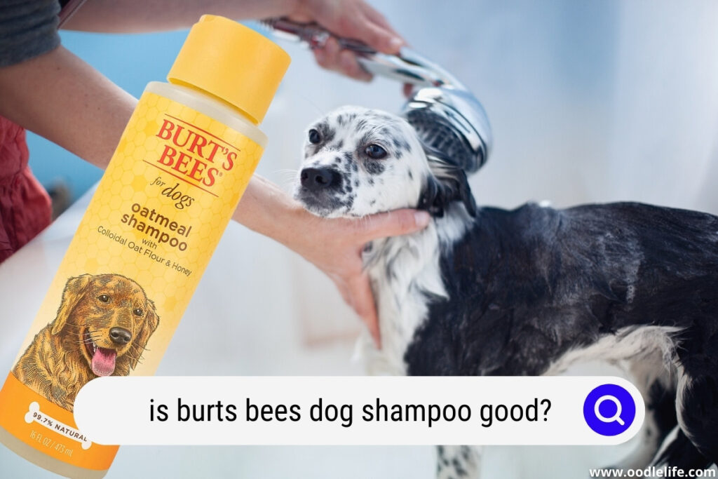 is burt's bees dog shampoo safe