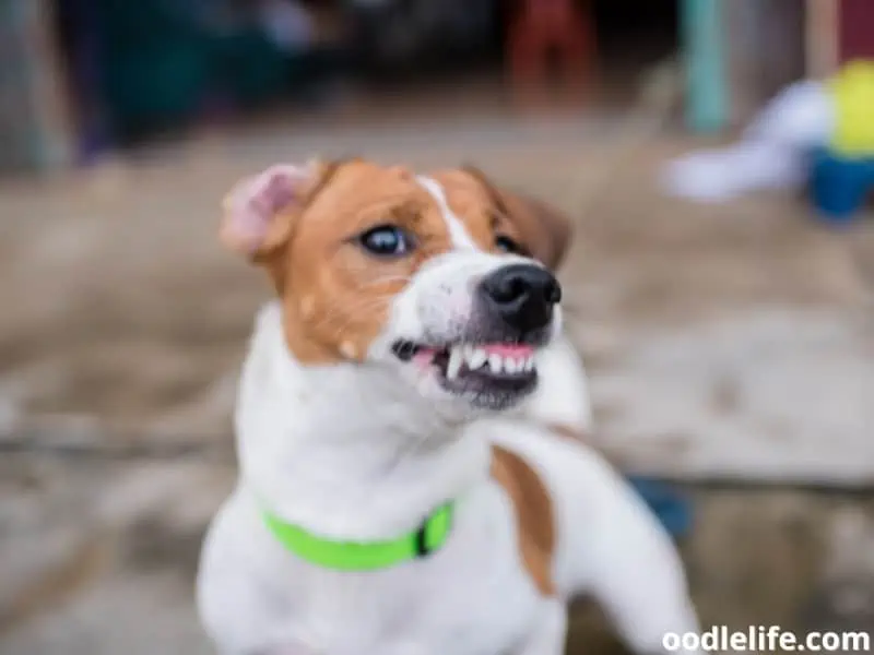 why do dogs not like blowing in their ears