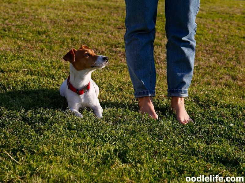 Jack Russell stays with owner