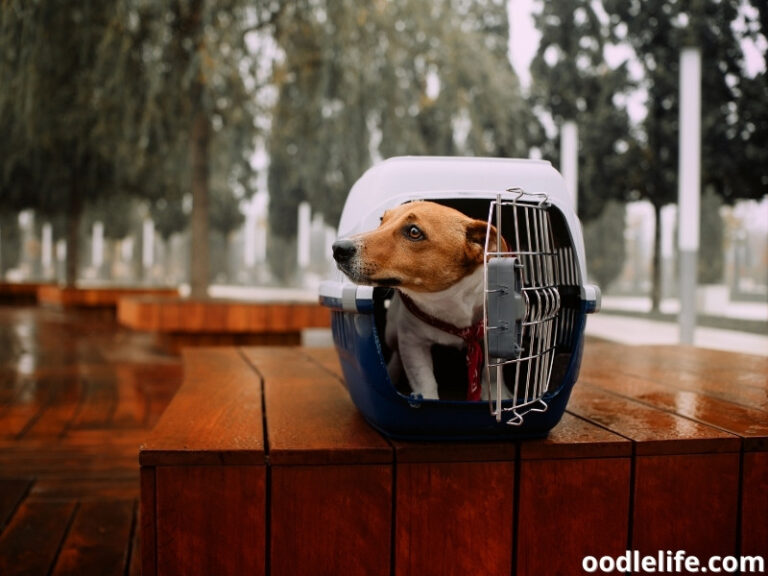 View of Best Small Dog Crates For Dog Owners (2025) - OodleLife®
