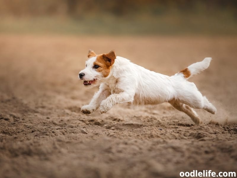 Jack Russell Terrier hunts