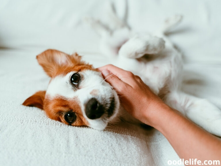 10-proper-czech-dog-commands-to-teach-your-dog-2026-oodlelife