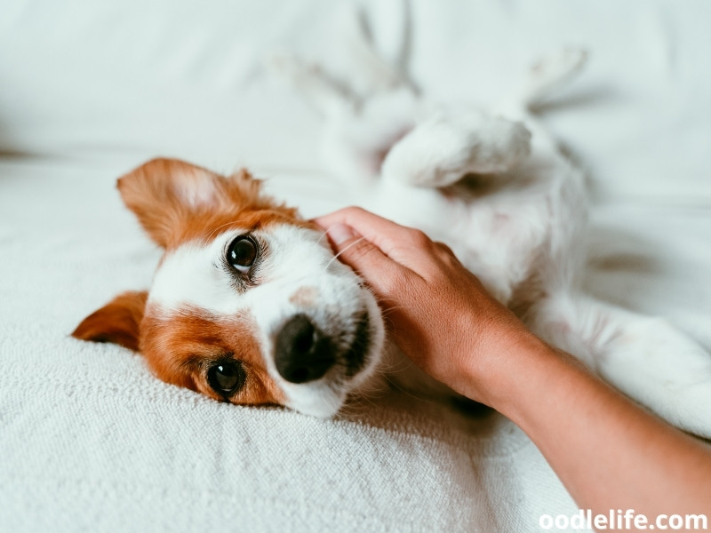 Jack Russell Terrier petting