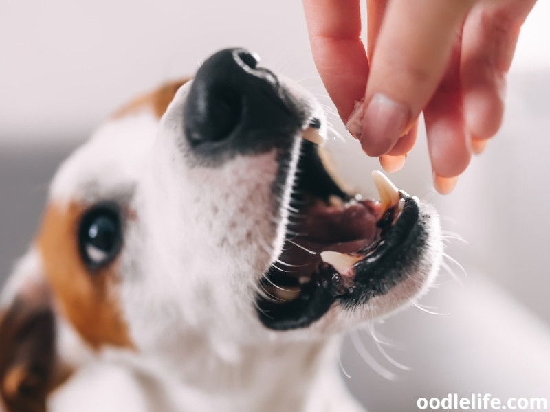 Jack Russell Terrier treat