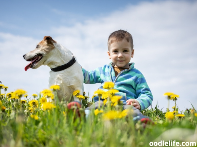 Jack Russell Terrier with a boy