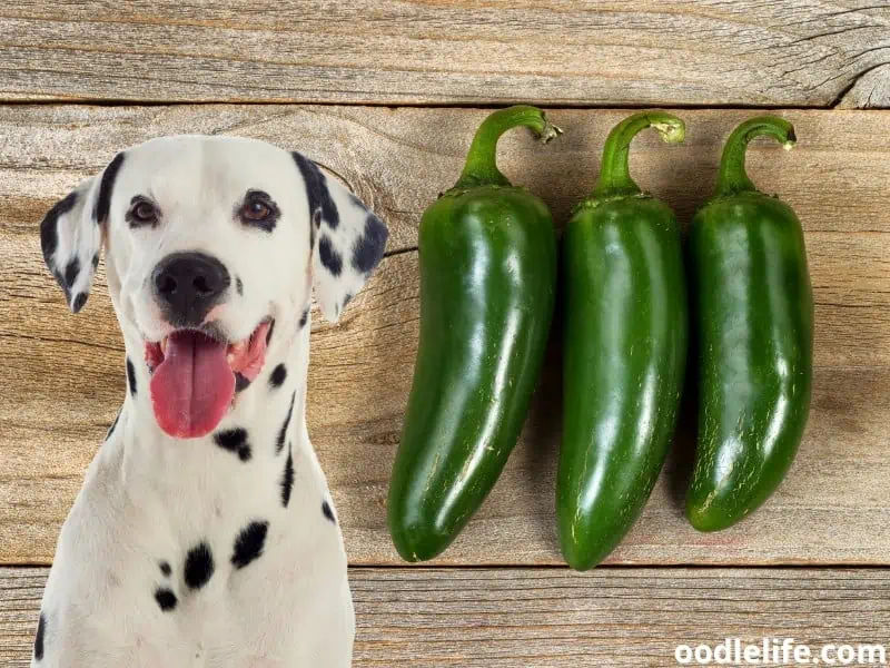 jalapeno for a dog