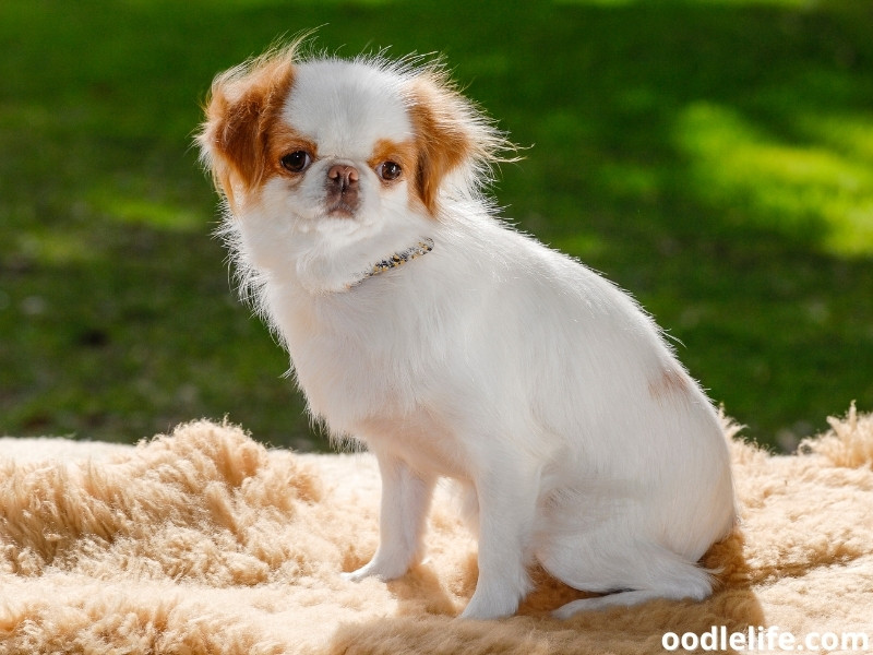 Japanese Chin posing