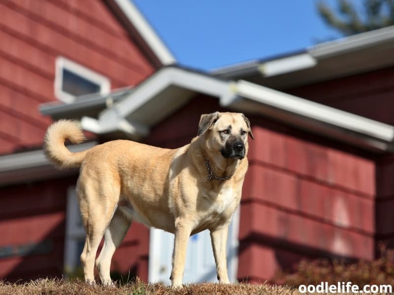 Why does my dog want to stay outside all the time? The Ultimate Guide