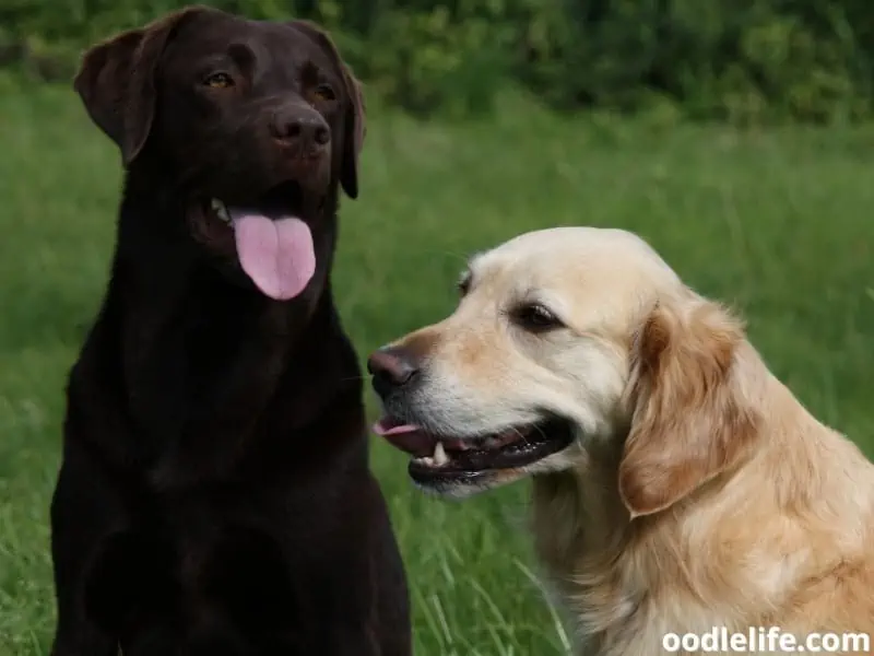Labrador and Golden Retrievers