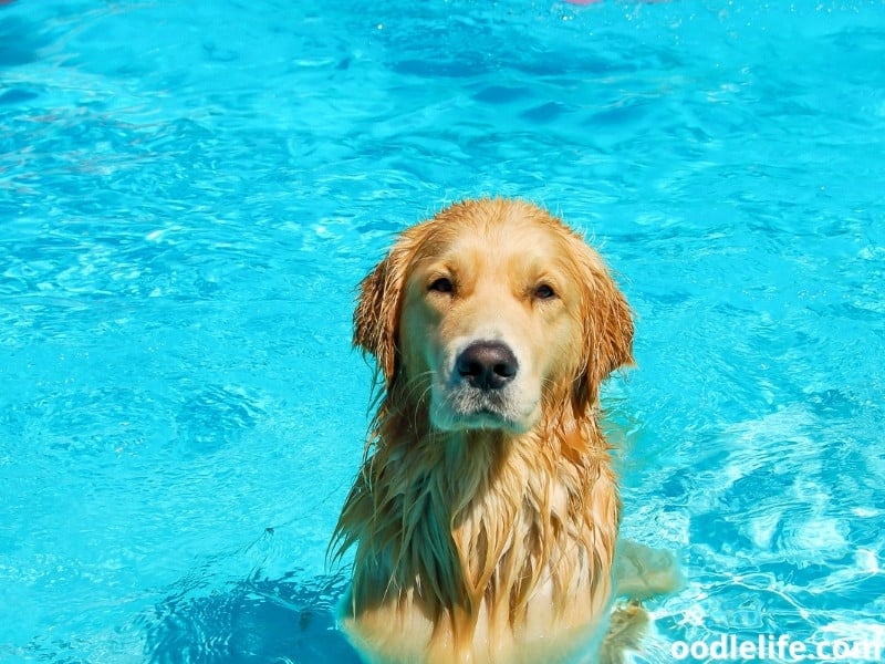 Labrador swimming in a dog pool