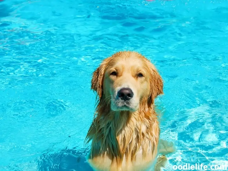 Labrador swimming in a dog pool