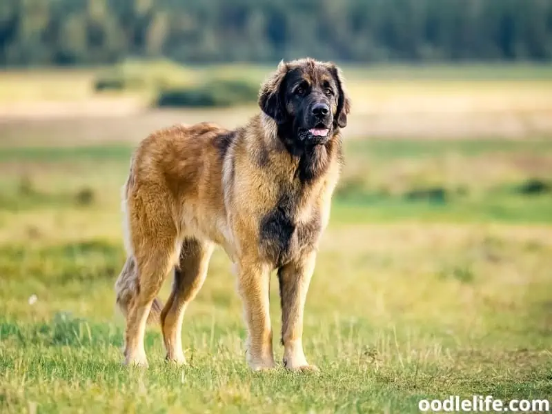 Leonberger with the nature