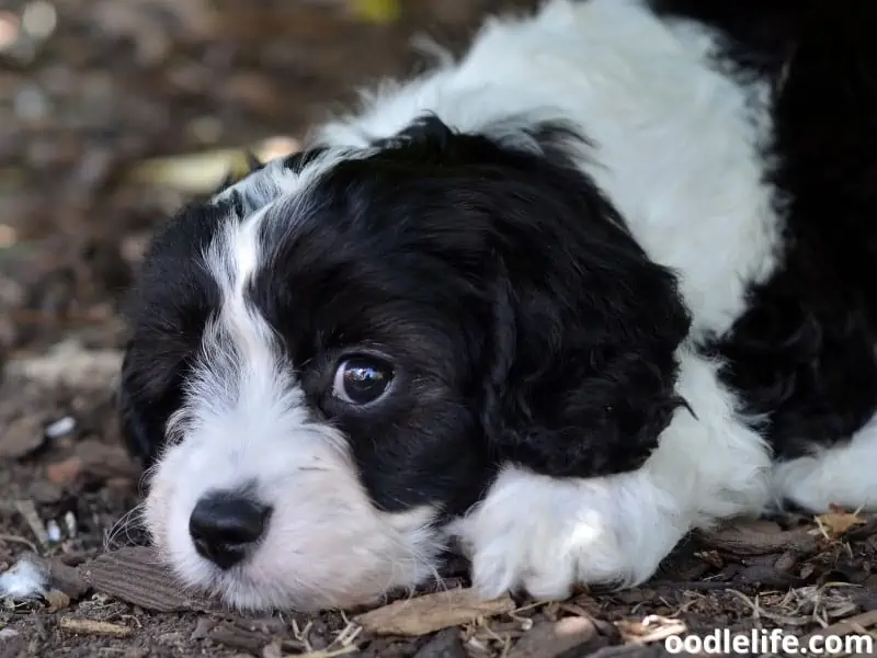 lying down Cavapoo puppy