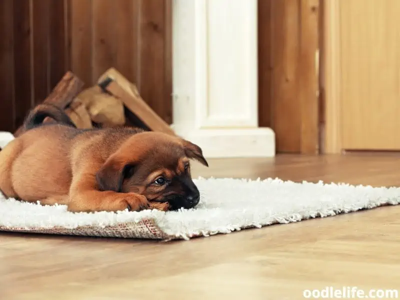 lying on a carpet