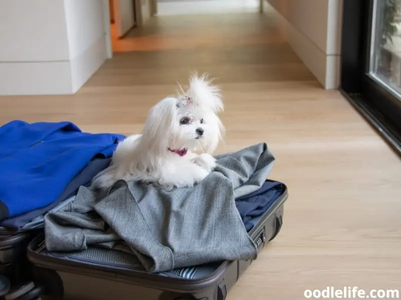 Maltese puppy laying on clothes