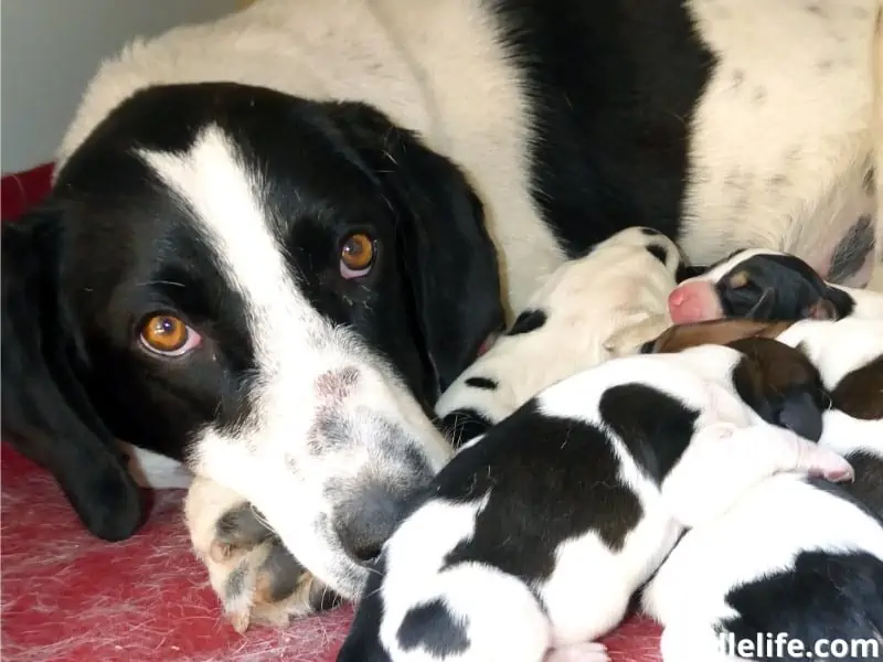 mother dog and puppies