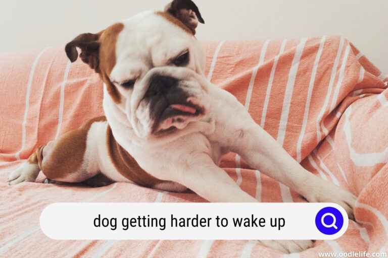 Why My Dog Is Getting Harder To Wake Up? [FACTS]
