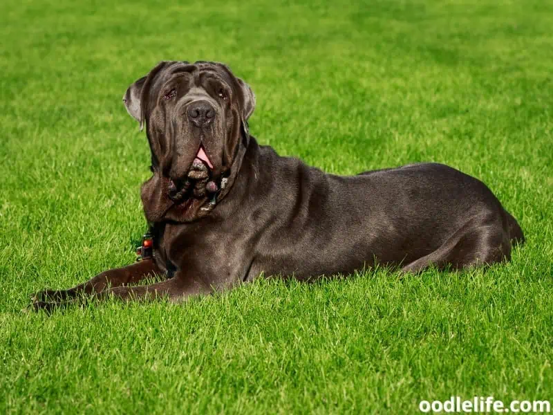 Neapolitan Mastiff green grass