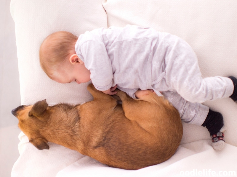 newborn baby and a dog