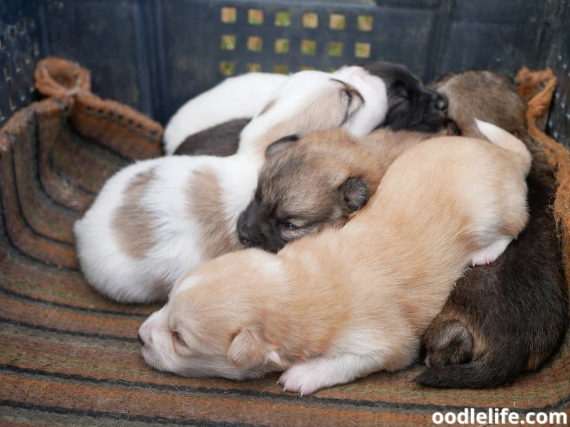 newborn puppies in a box