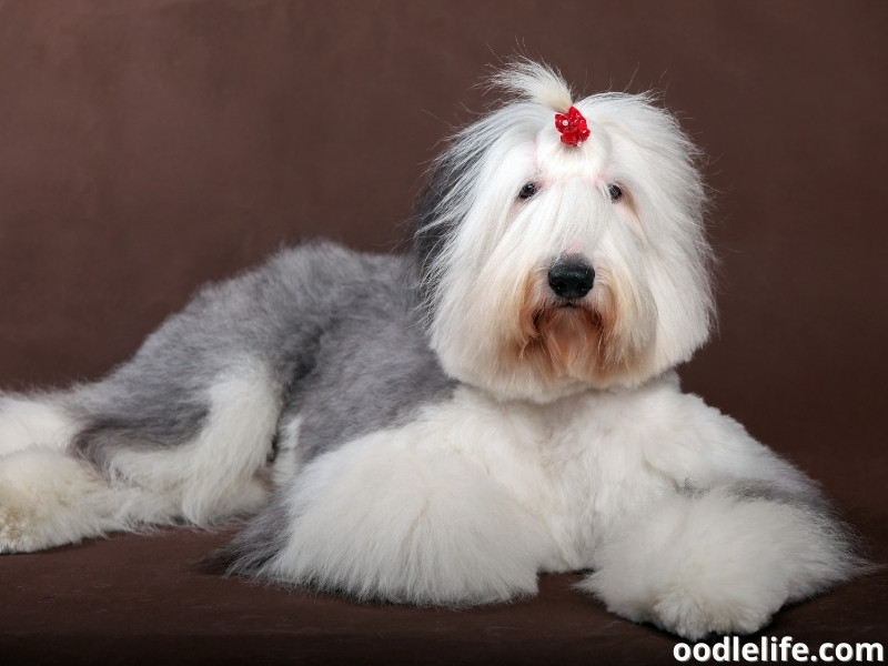 Old English Sheepdog