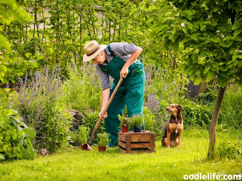 old man with his dog in the garden