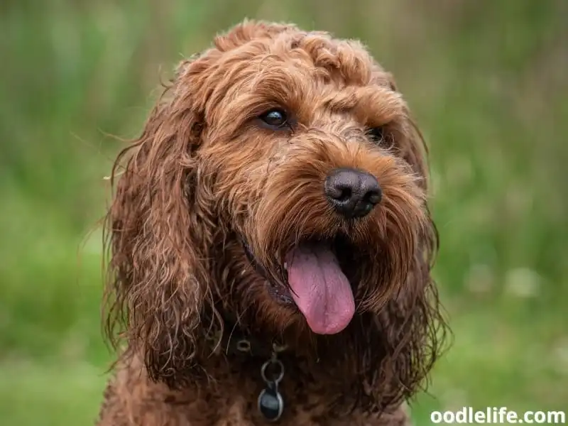 panting Cockapoo