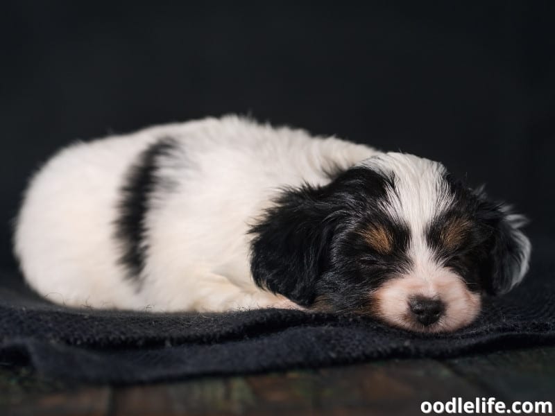 Why Do Dogs Sleep On Clothes