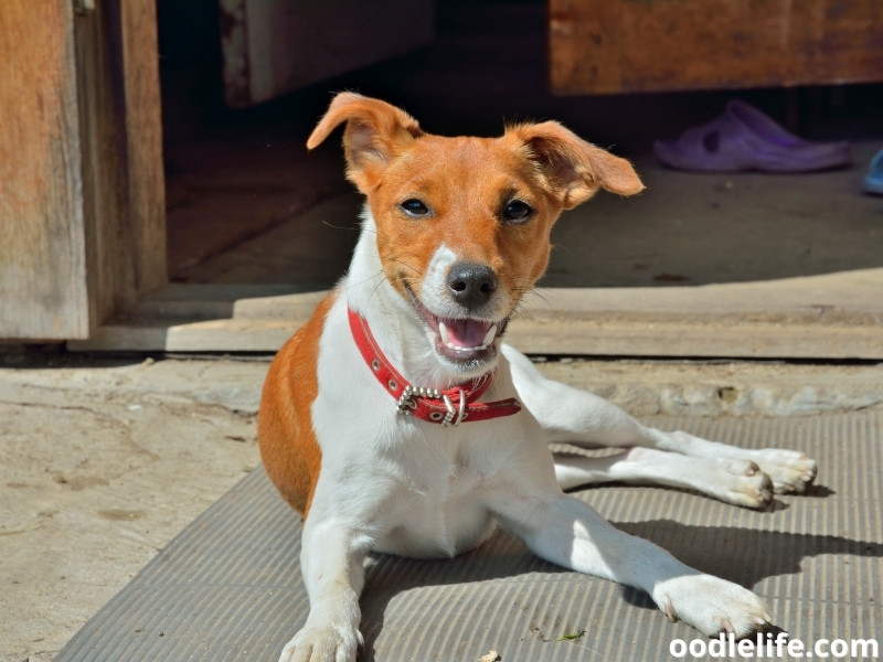 Parson Russell Terrier