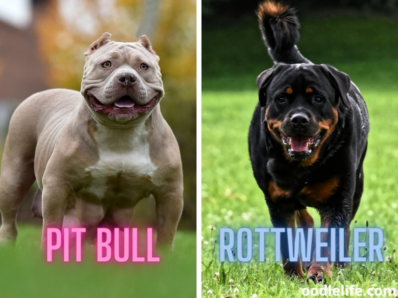 Pit Bull and Rottweiler