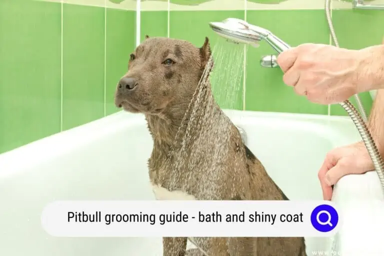 Pitbull Grooming Guide [Bath + Shiny Coat]