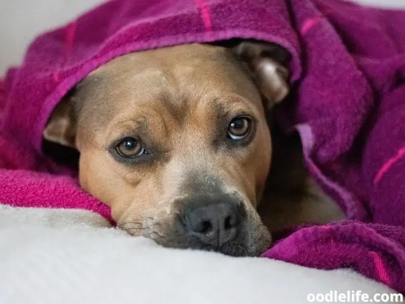 Pitbull Terrier towel