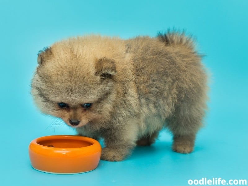 how often should i feed a 5 week old puppy