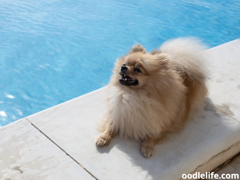 Pomeranian by the- pool
