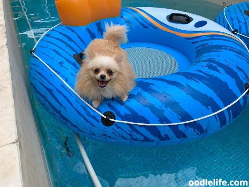 Pomeranian in a float