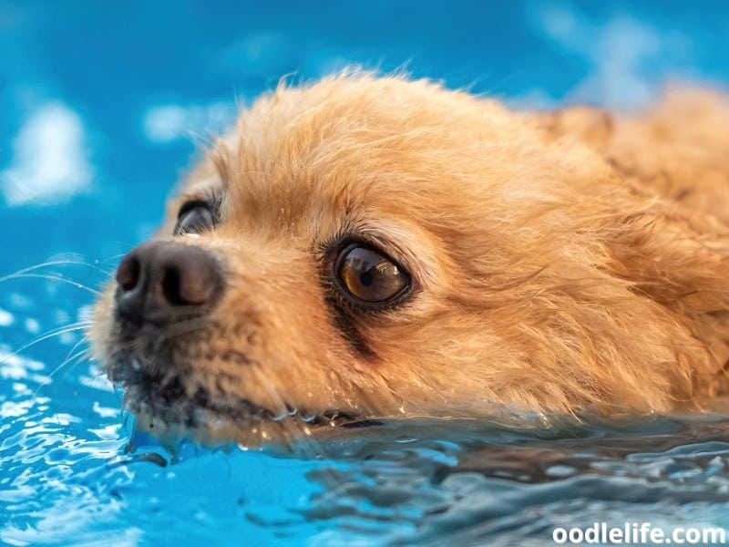 Pomeranian pool