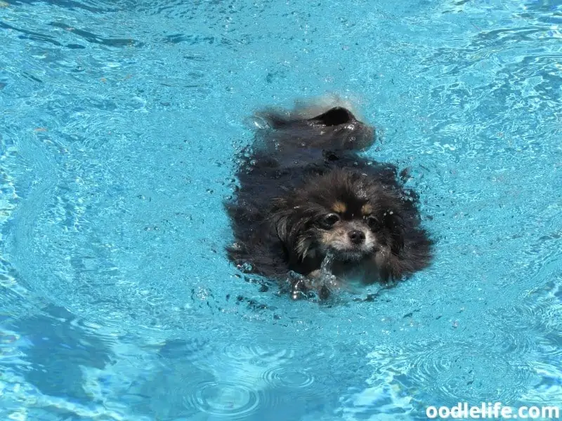 Pomeranian swim in the pool