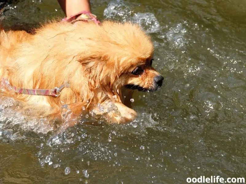 Pomeranian swim