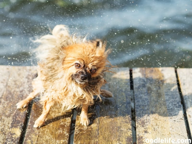 Can Pomeranians Swim? (Do Poms LIKE Swimming?) Oodle Life