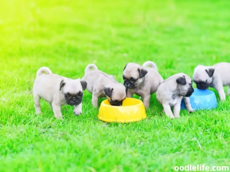 Pug puppies are busy