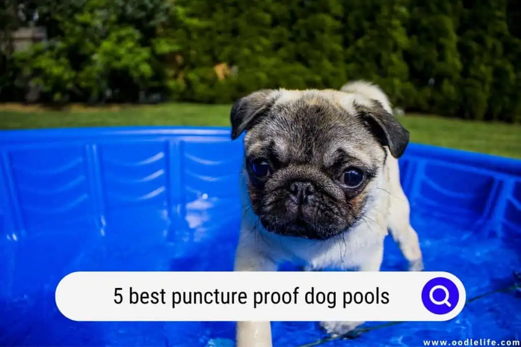 puncture proof dog pools