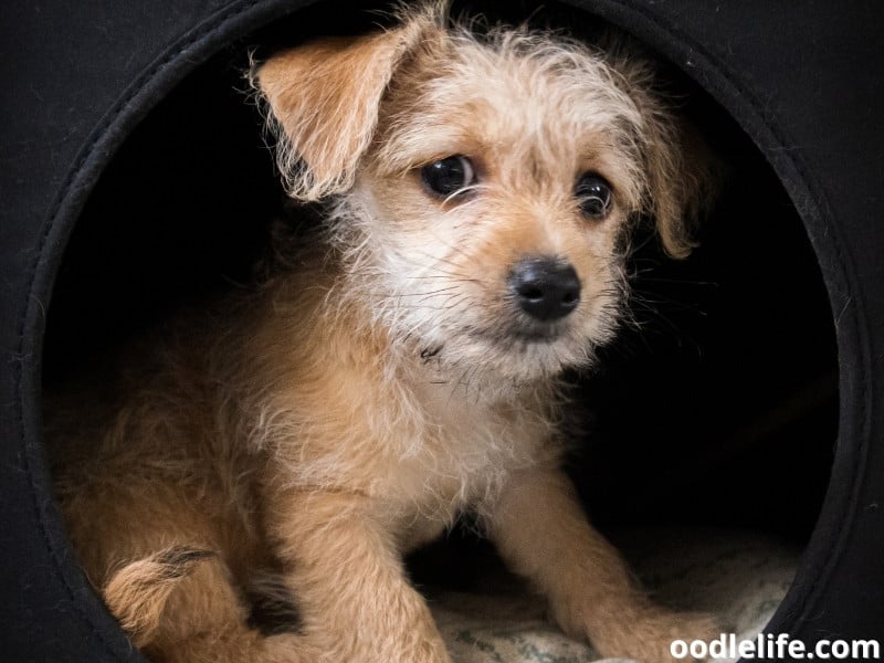 When should I switch my puppy to 3 meals a day?