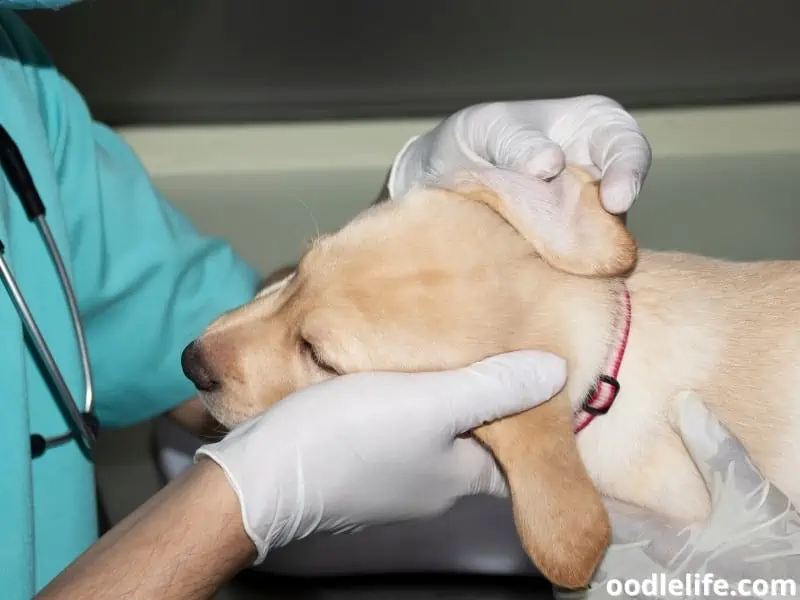 puppy ears check up