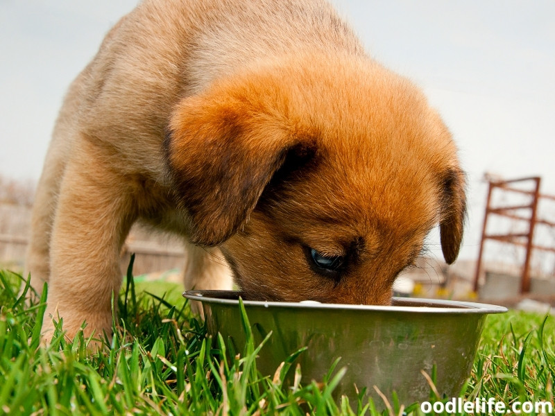 puppy eats