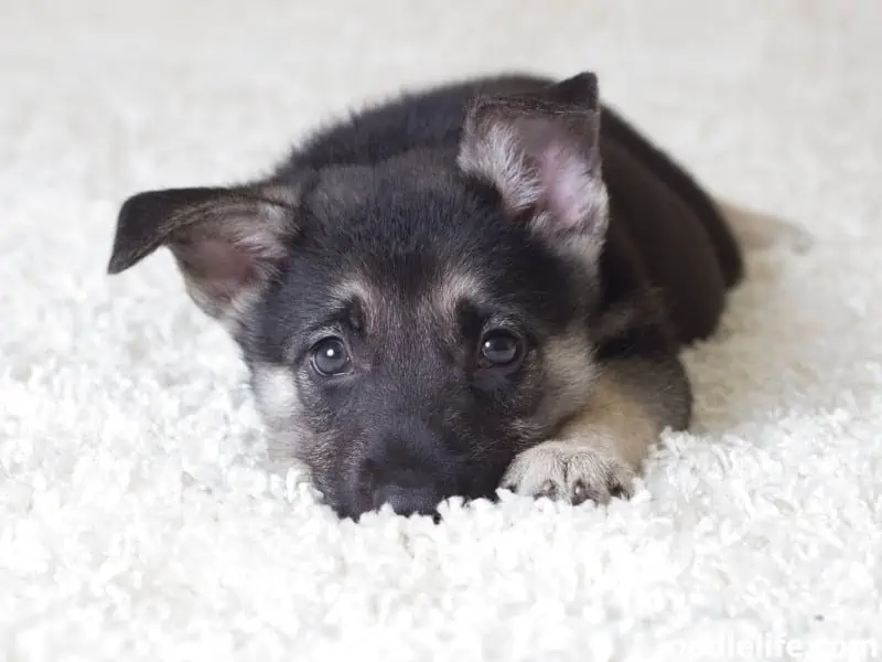 puppy on a carpet