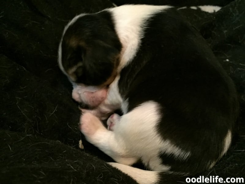 Should I Let My Puppy Sleep In The Dark