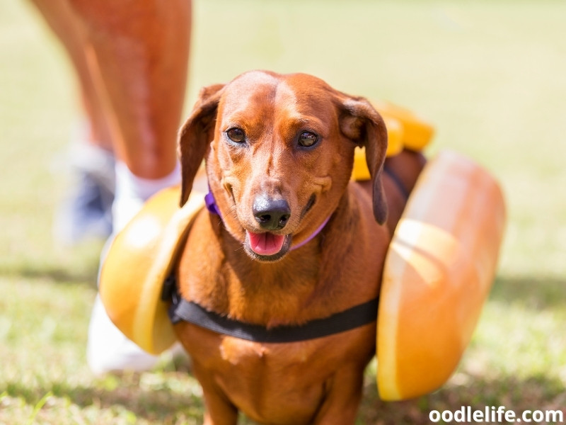 red Dachshund costume