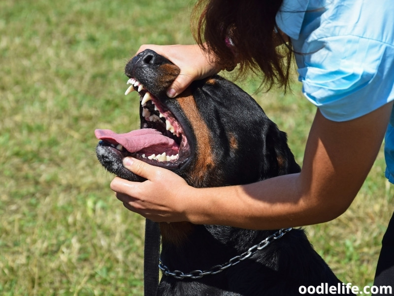 Rottweiler mouth