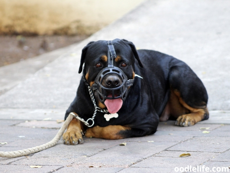 Rottweiler muzzle